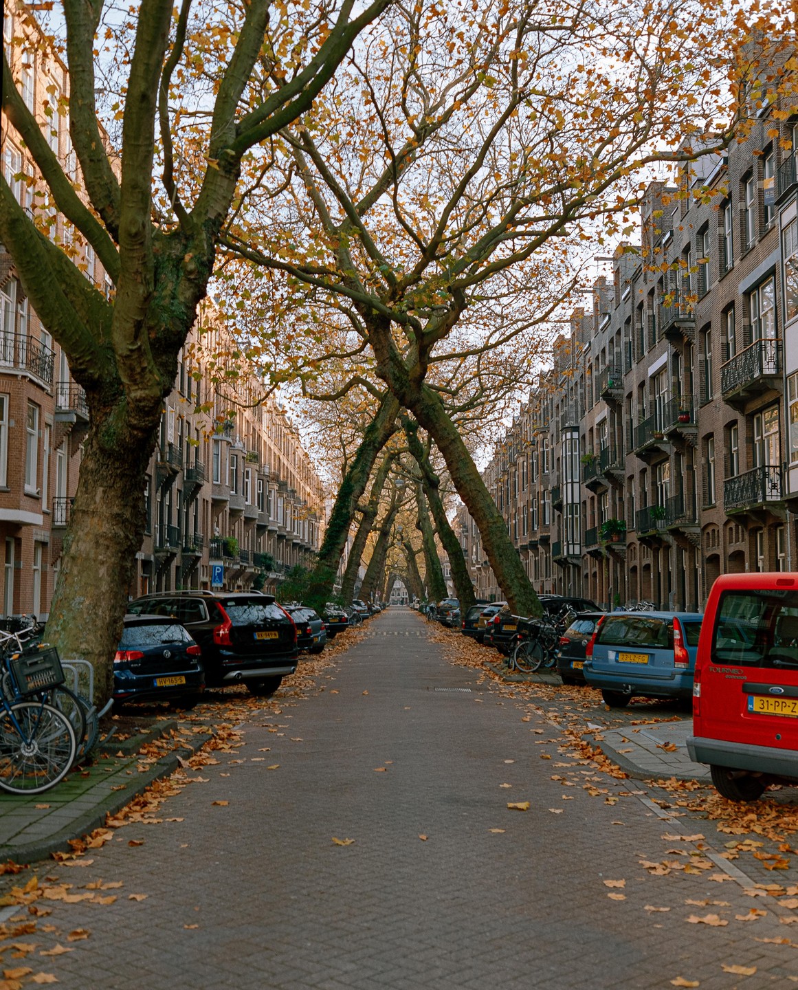 A street lined with parked cars and buildings is covered in autumn leaves, with trees forming an archway overhead.