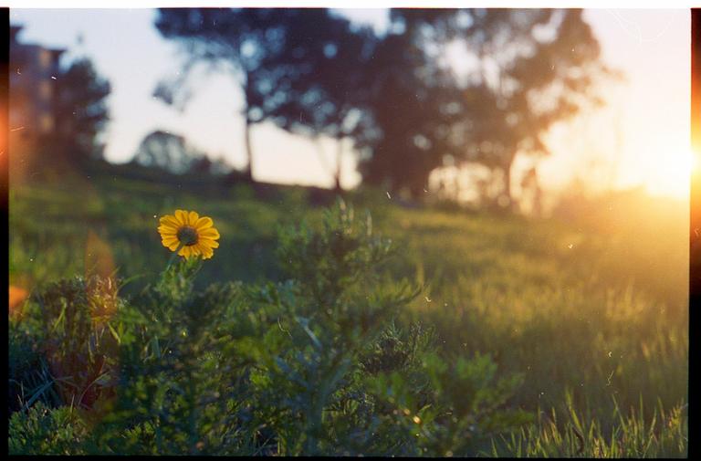 A single yellow flower stands in a field of green grass with trees and a bright sunset in the background.