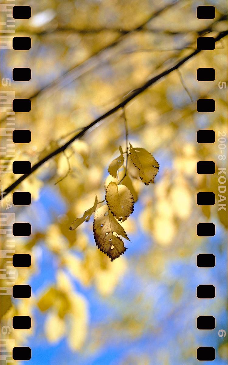 A branch with autumn foliage hangs against a bright blue sky.