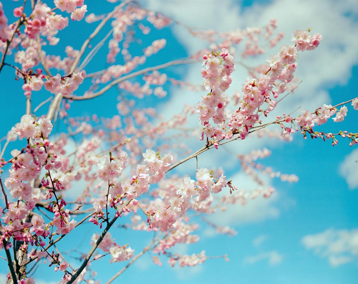 Pink blossoms on tree branches are set against a bright blue sky with white clouds.