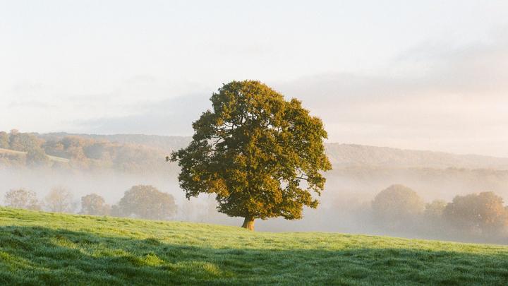 A single tree stands on a grassy hill overlooking a valley filled with mist.