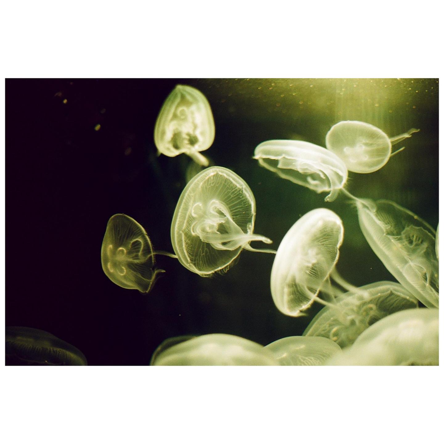 A group of jellyfish with translucent bodies floats in dark water.