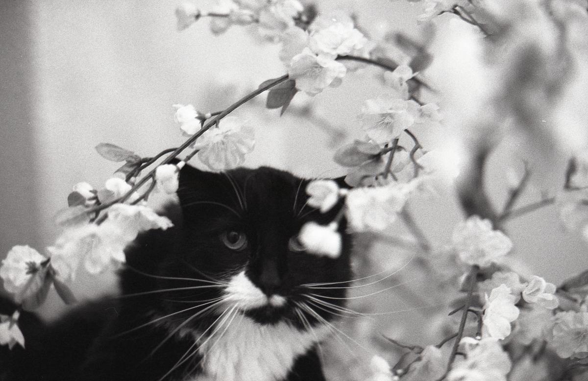 A black and white cat with white markings on its face and chest peeks through a branch of blossoms.