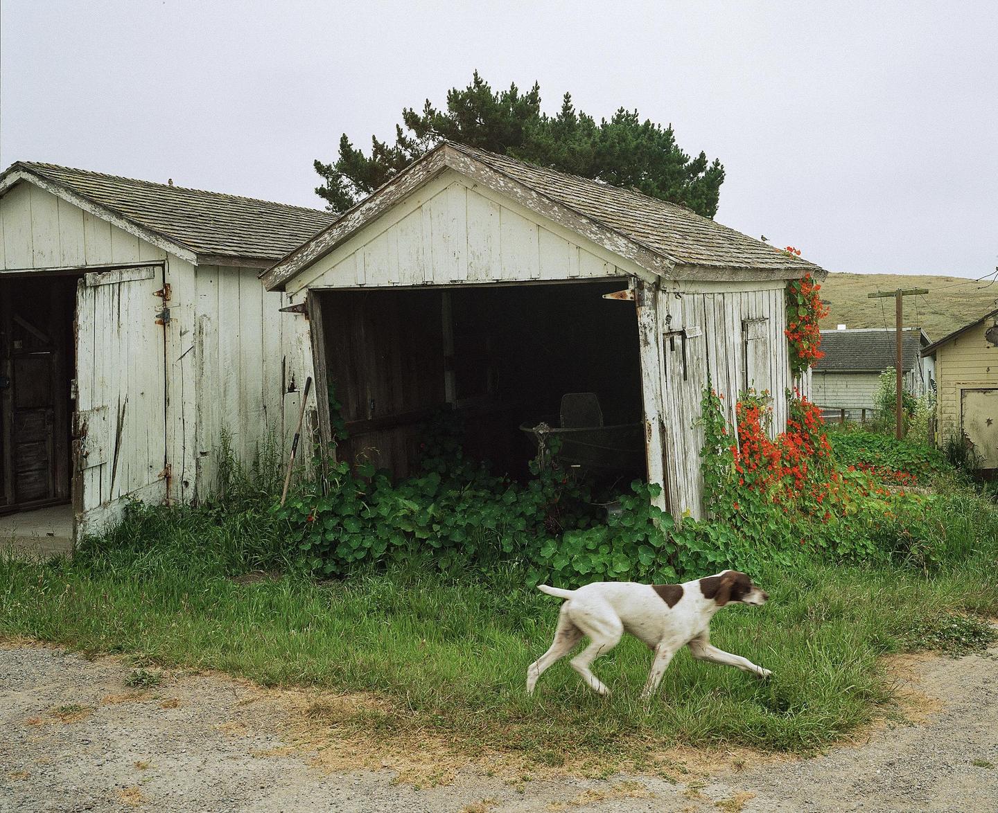 A white and brown dog runs past two weathered wooden garages with overgrown foliage and red flowers.