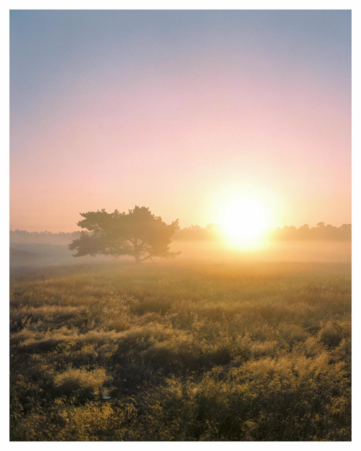 The sun rises over a misty field with a single tree in the distance.