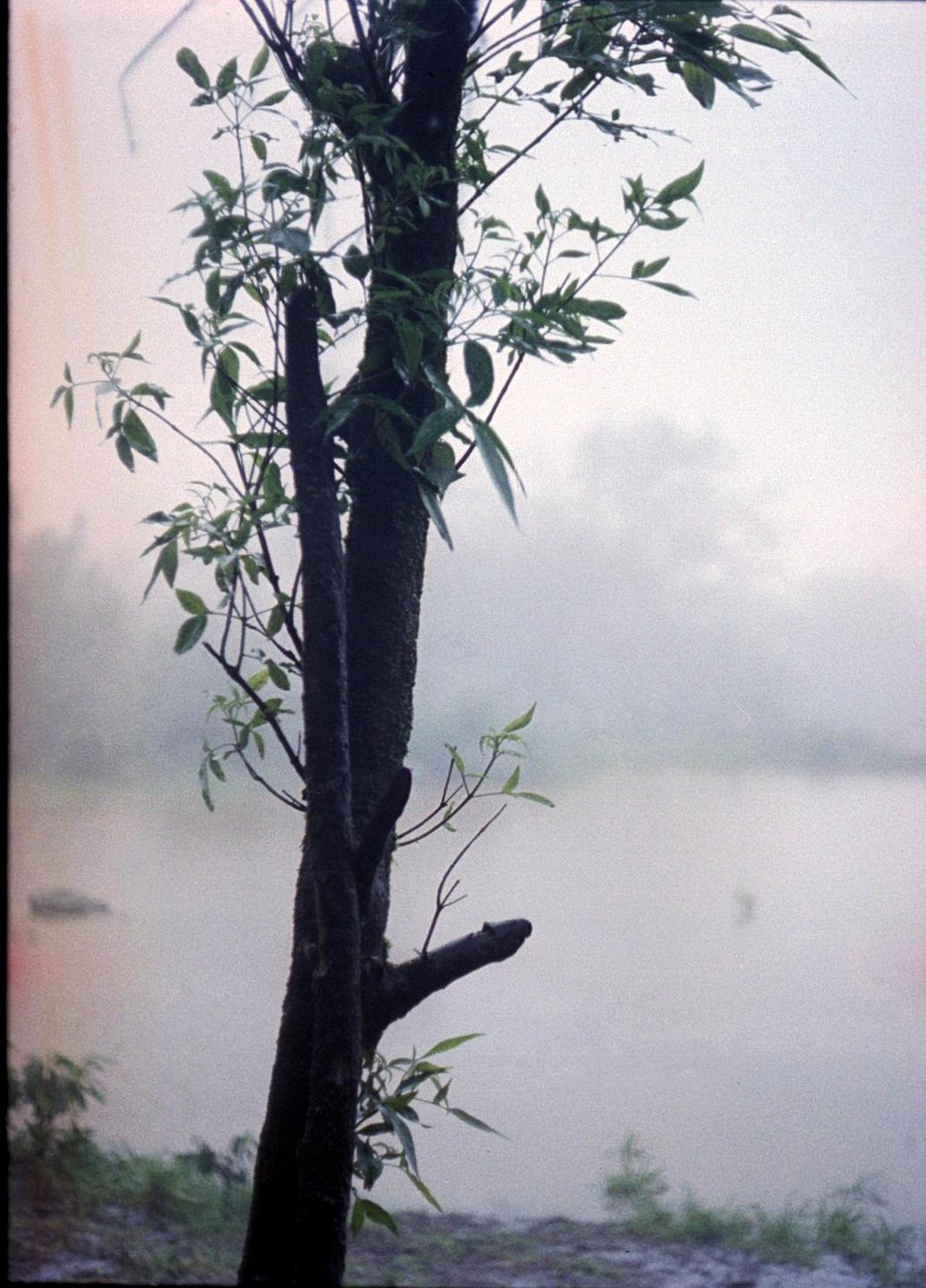 A tree with new leaves stands in front of a hazy body of water.