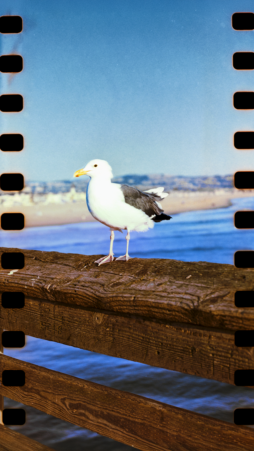 A seagull stands on a wooden railing overlooking the ocean and a distant beach.