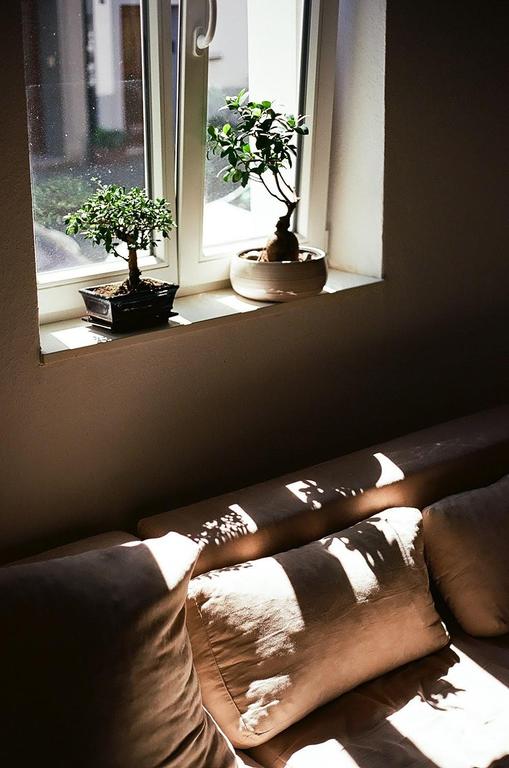 Two bonsai trees sit on a sunlit windowsill above a couch with pillows and shadow patterns.