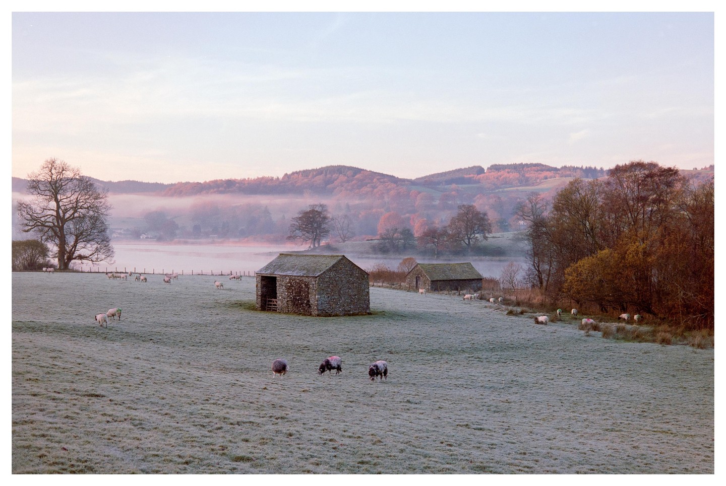 A frosty field with sheep and stone barns overlooks a misty lake and hills at dawn.