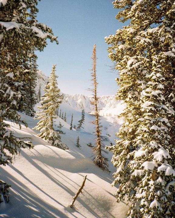 A snowy mountain landscape features evergreen trees covered in snow, with a clear blue sky overhead.