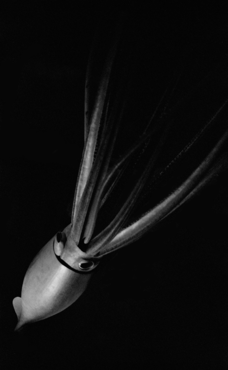 A squid with tentacles extended is captured against a dark background.