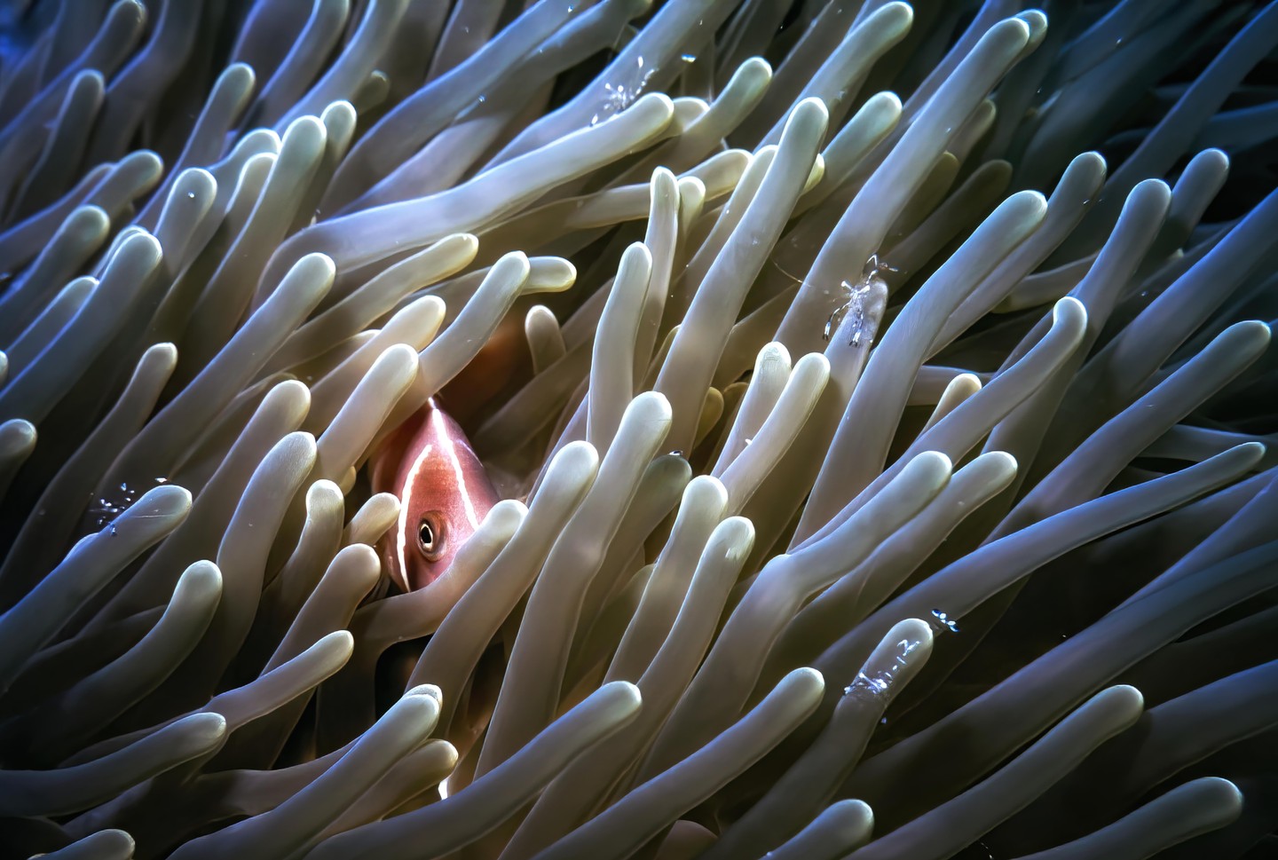 A pink clownfish peeks out from among the tentacles of a sea anemone, with small transparent shrimp visible on the tentacles.