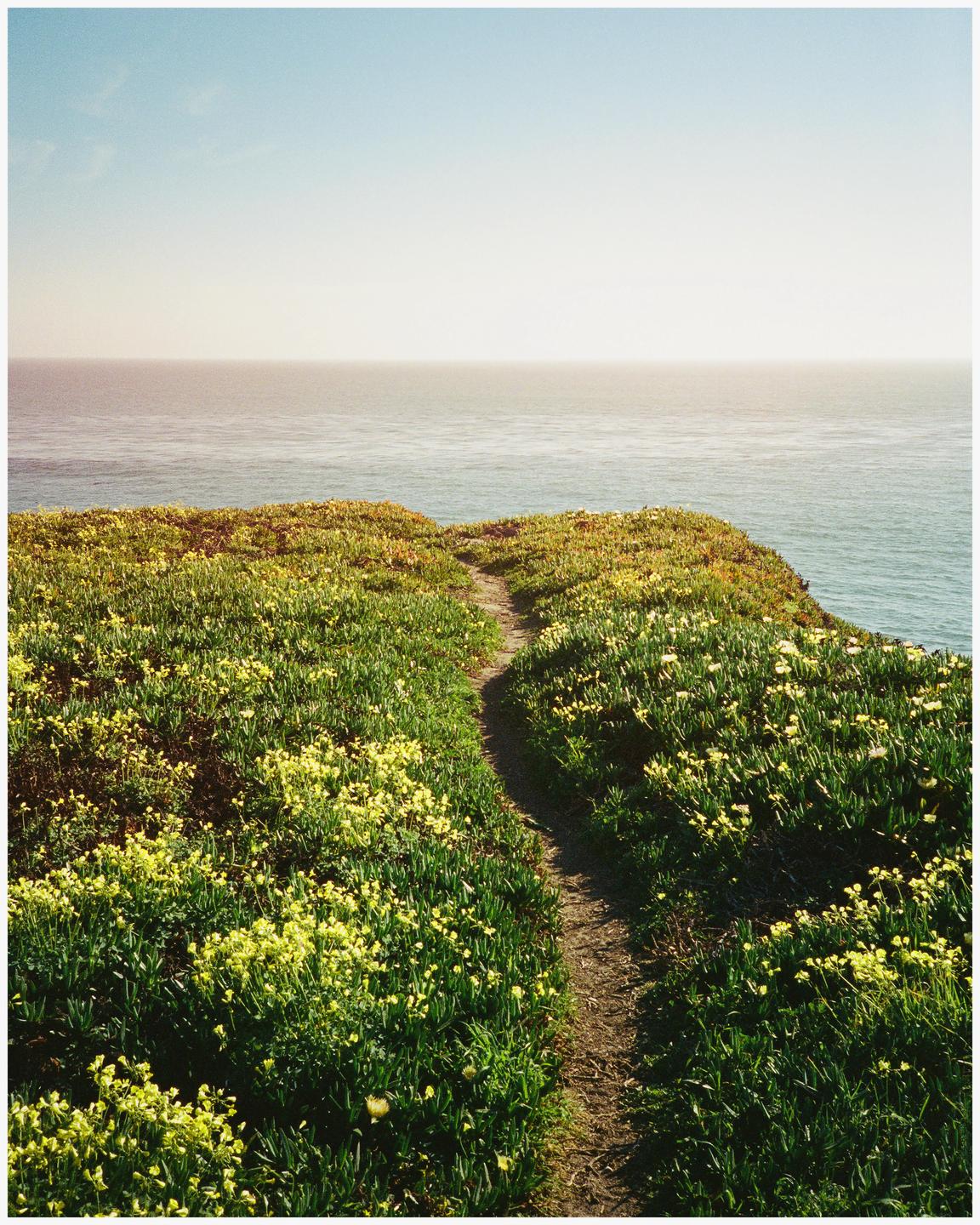 A narrow dirt path winds through a field of green and yellow foliage towards the ocean under a clear sky.