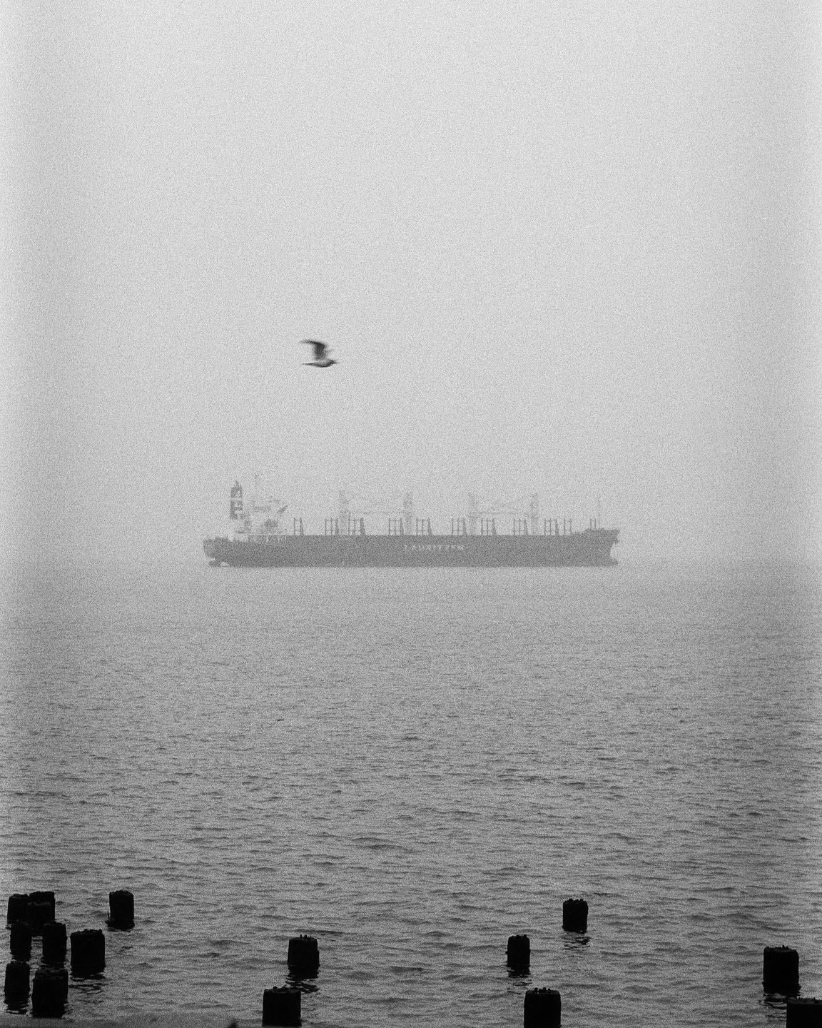 A bird flies over a cargo ship on a foggy body of water with wooden posts in the foreground.