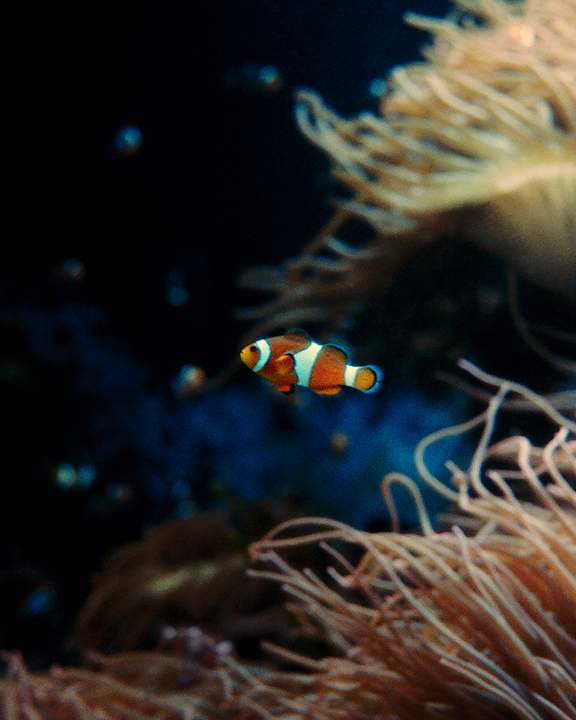 A clownfish swims in an aquarium with anemone.