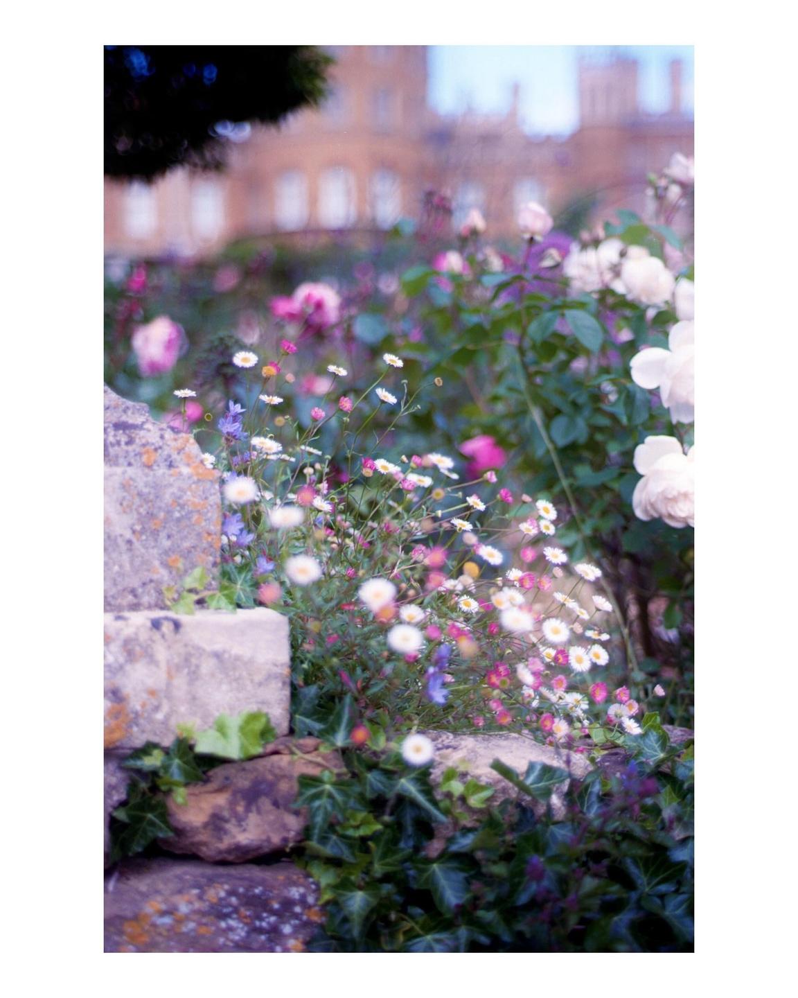 A garden with various flowers and ivy growing on a stone wall, with a building in the soft-focus background.