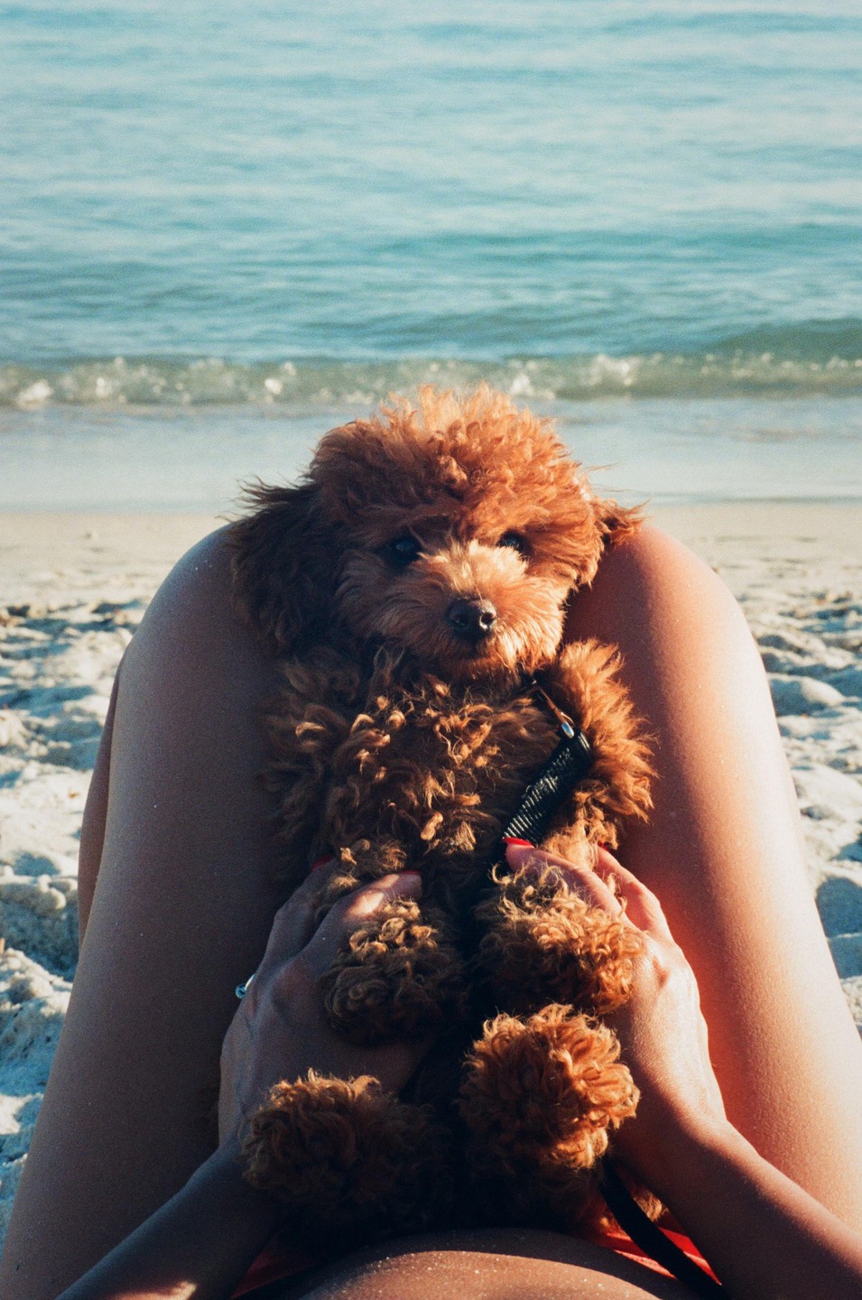 A small brown poodle sits on a person's lap at the beach with the ocean in the background.