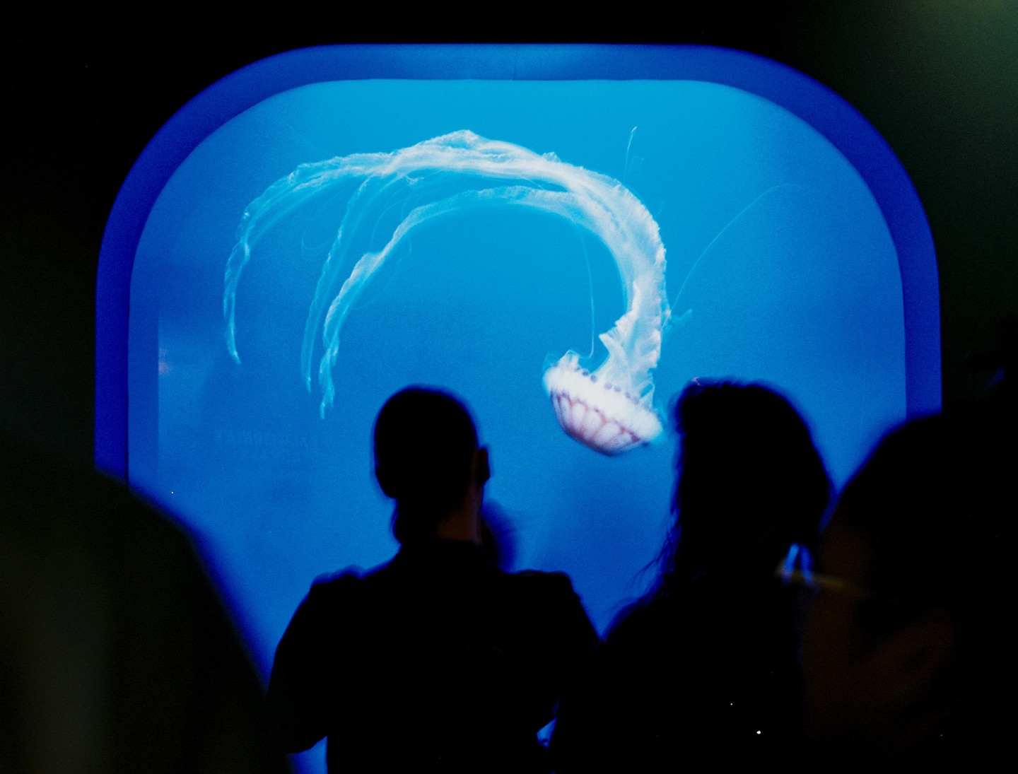 Silhouetted people watch a jellyfish swim in a blue aquarium tank.