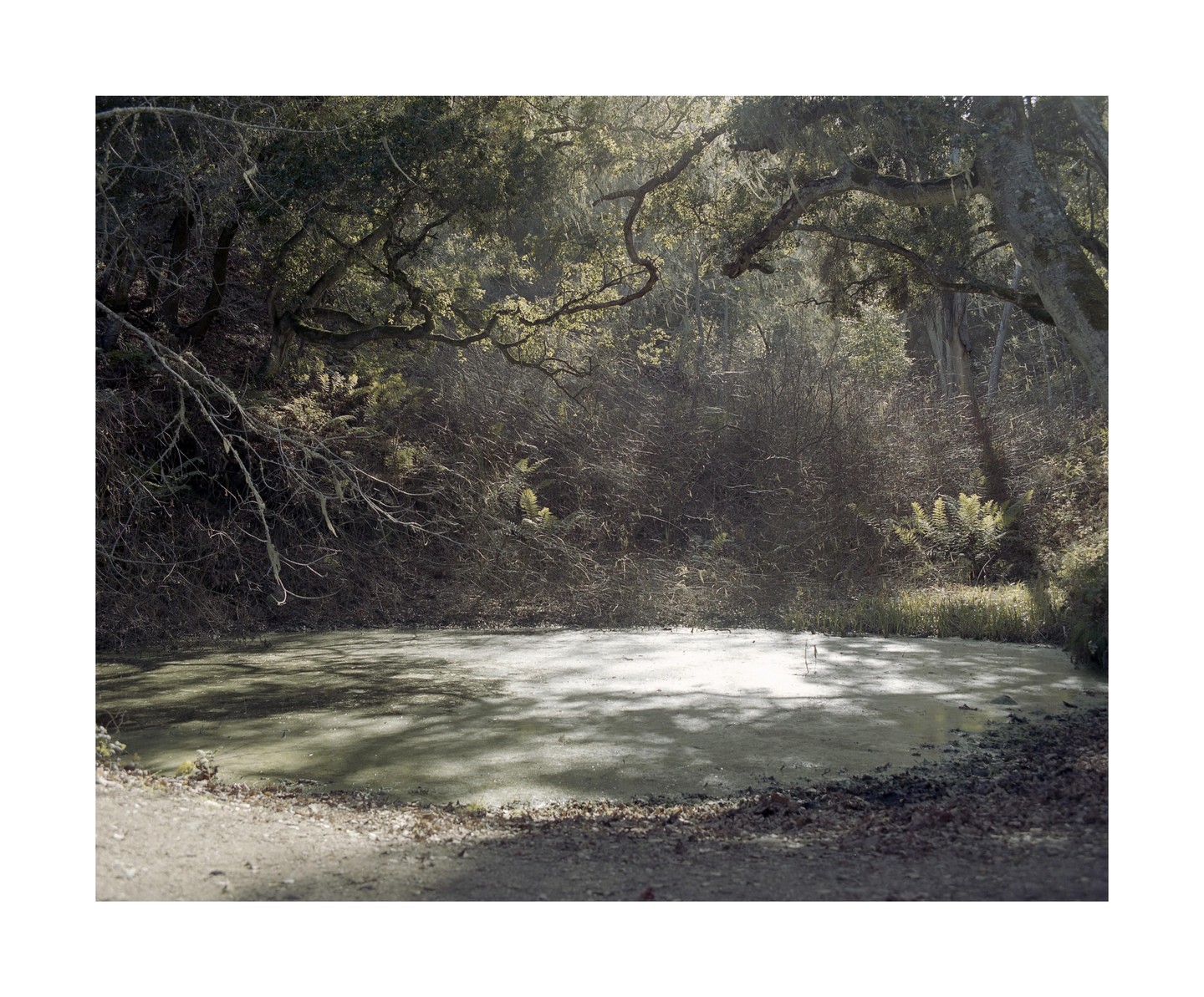 A stagnant pond is surrounded by trees and brush, with sunlight dappling the water.