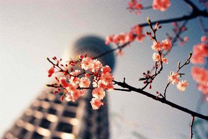 Pink blossoms on a branch are in the foreground with a blurred building in the background.