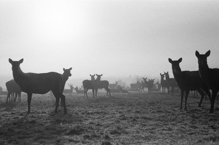 A herd of deer is silhouetted against a hazy, bright background in a field.