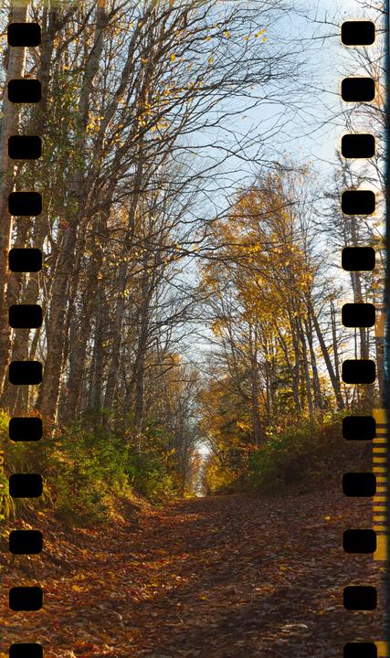 A path covered in autumn leaves leads through a forest with trees showing yellow foliage.