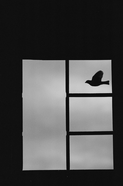 A bird in flight is silhouetted against a bright sky, visible through a grid of four rectangular frames.