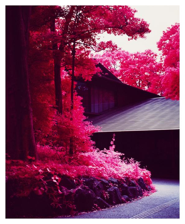 A building with a dark roof is surrounded by bright red foliage and trees.