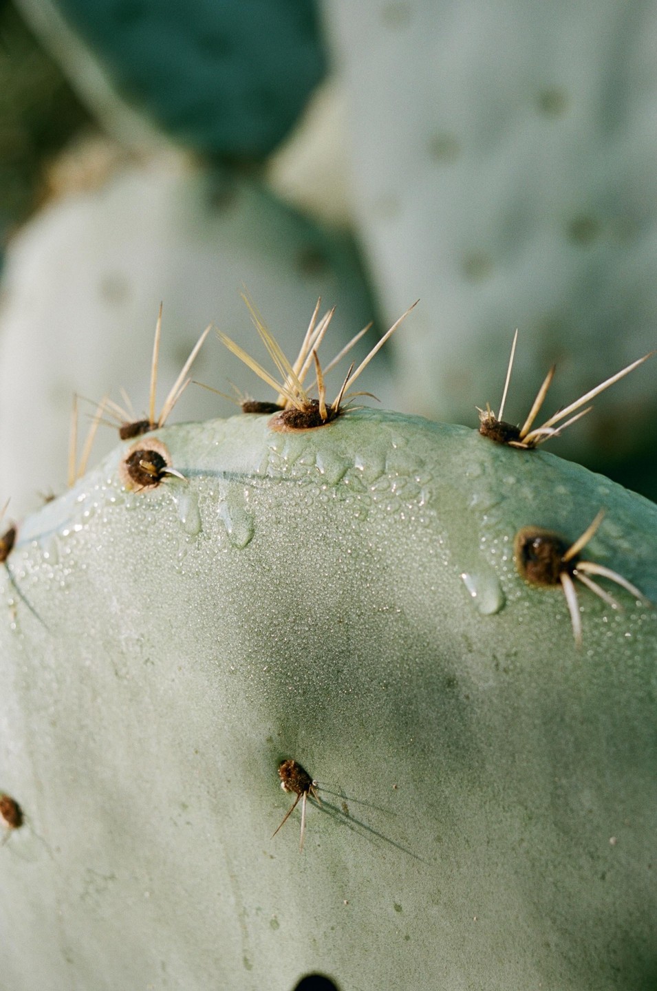 A close-up shot shows a cactus pad covered in water droplets and sharp spines.