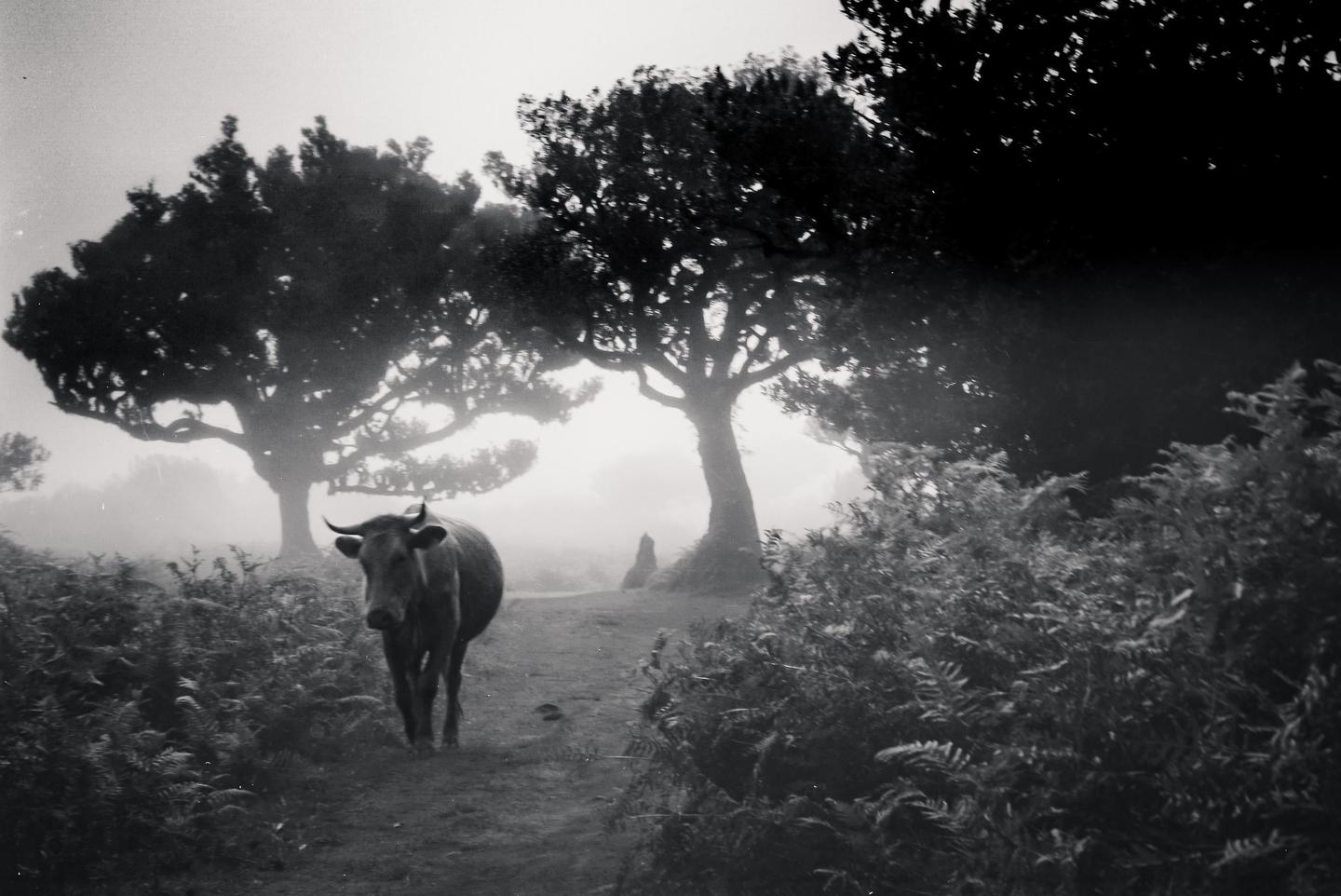 A cow stands on a path surrounded by ferns and trees in a hazy forest.