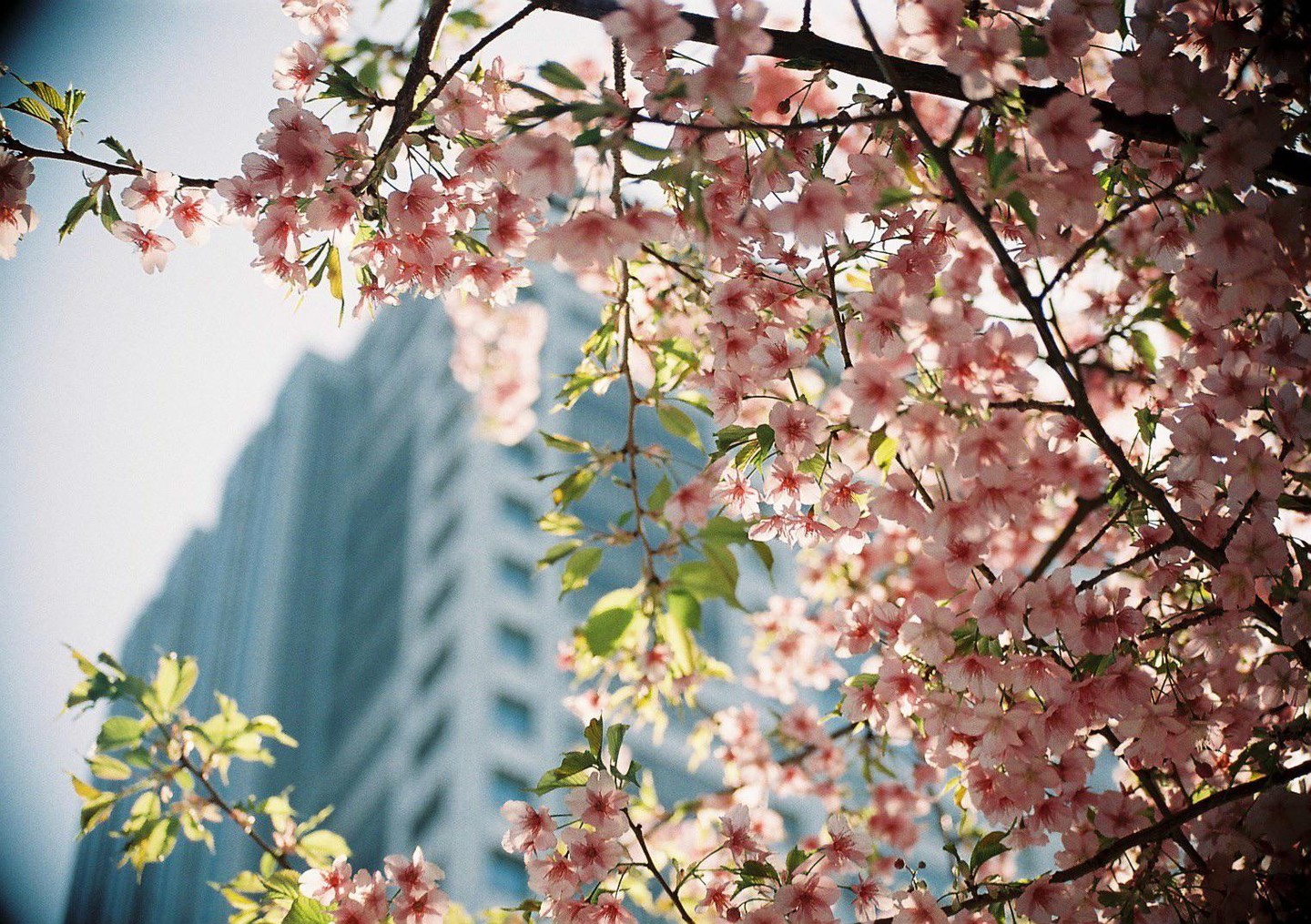 Pink blossoms on branches are in the foreground with a tall building in the background.