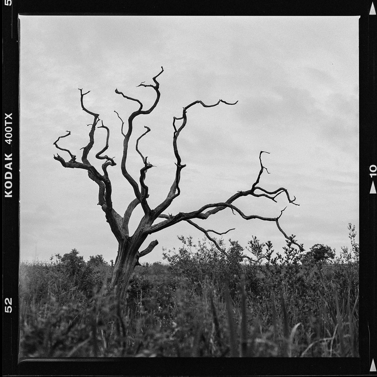A dead tree with gnarled branches stands in a field of tall grass under a cloudy sky.
