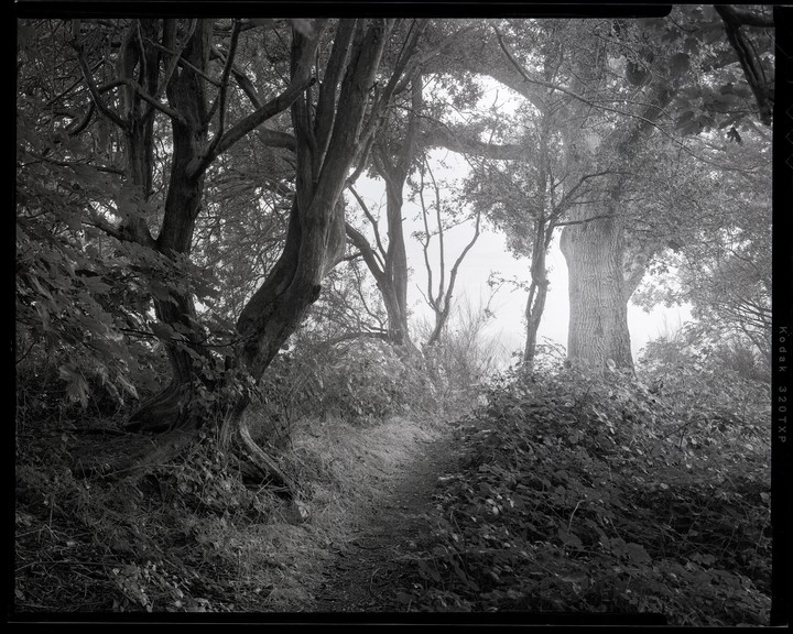 A narrow path winds through a dense forest with large trees and abundant foliage.
