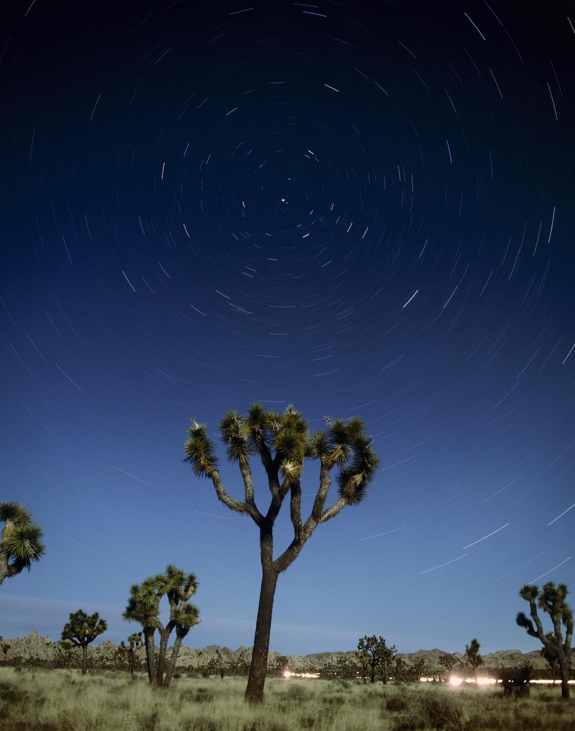 Star trails arc across the night sky above Joshua trees in a desert landscape.