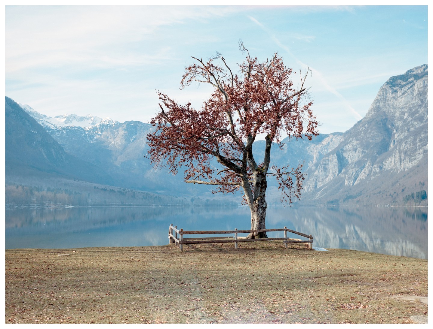 A tree with red leaves stands on a grassy shore next to a lake, with mountains in the background.