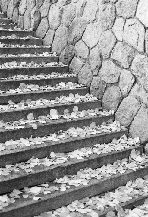 A stone staircase covered in fallen leaves ascends alongside a textured stone wall.