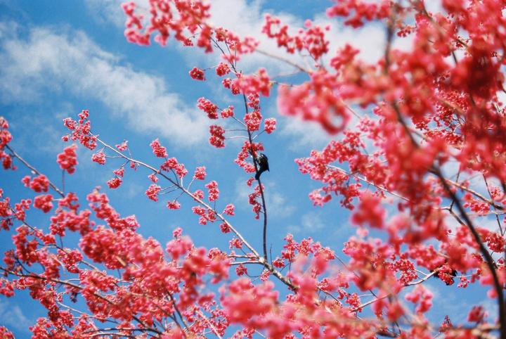 A small bird is perched on a branch of a cherry tree with pink blossoms against a blue sky with clouds.
