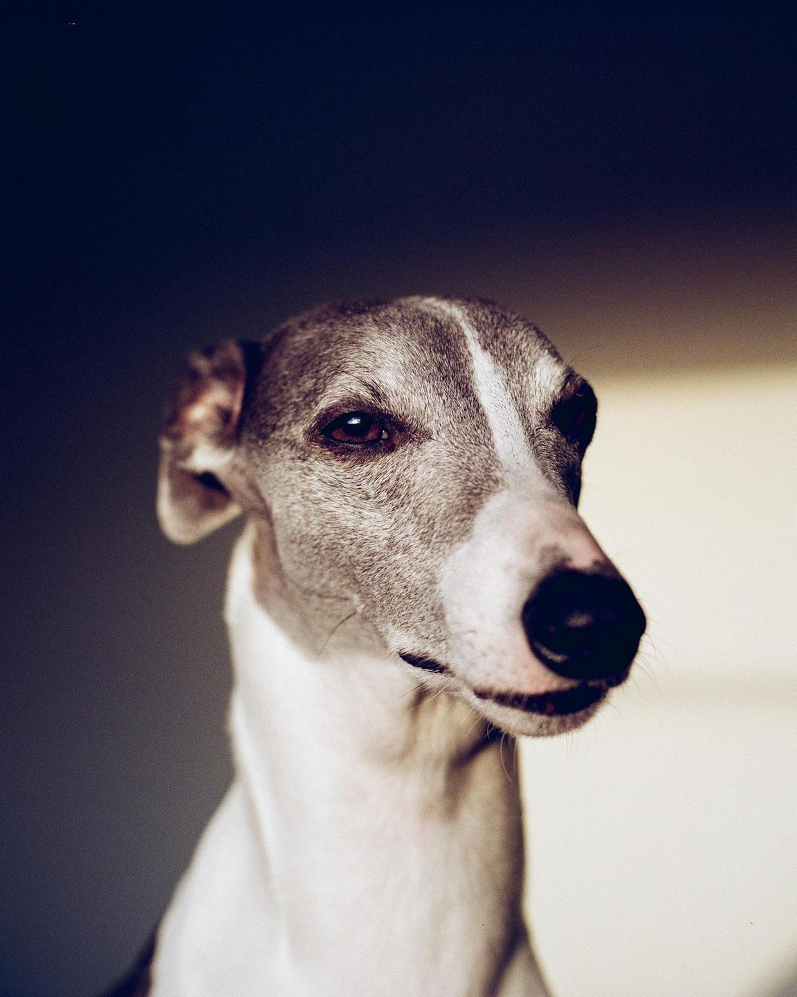 A whippet dog with a white stripe on its head looks to the right.