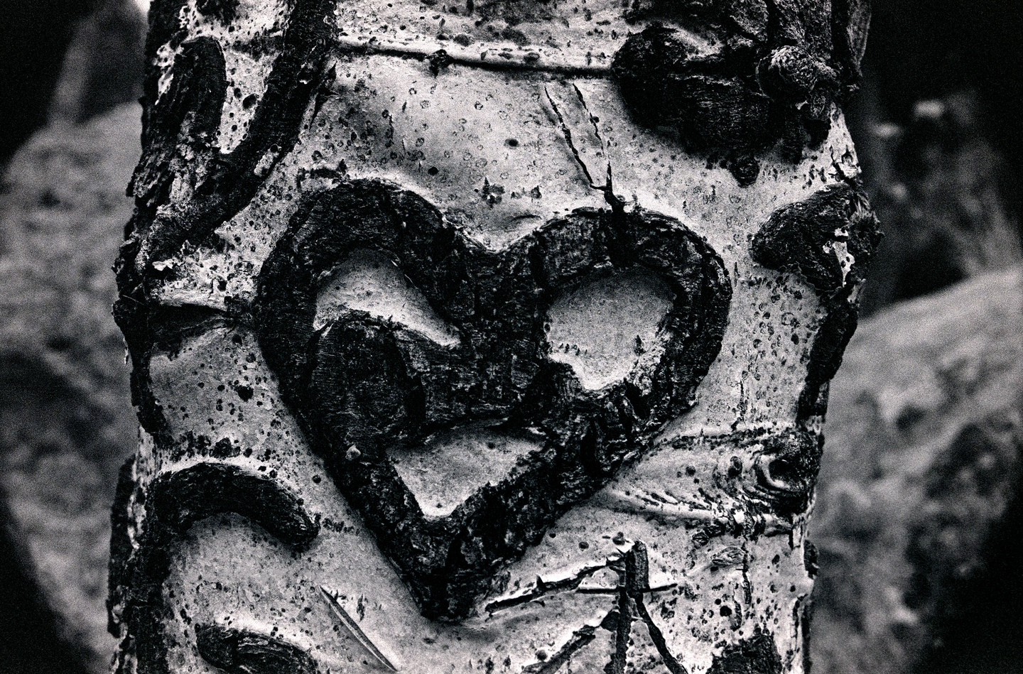 A heart shape is carved into the bark of a tree.