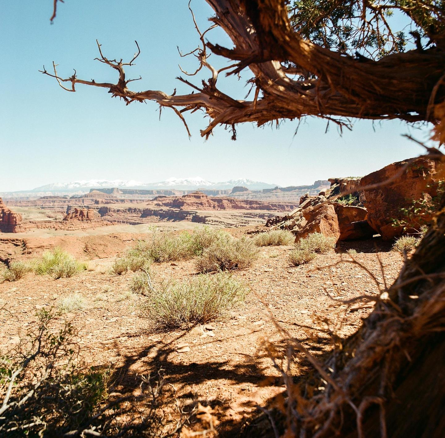 A gnarled tree branch hangs over a desert landscape with red rock formations and distant snow-capped mountains under a clear sky.