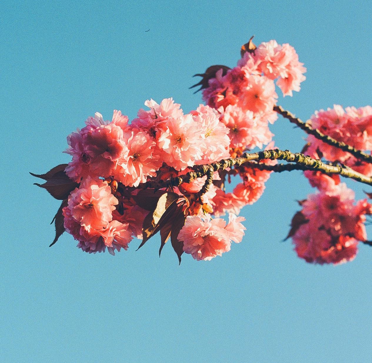 A branch with pink blossoms extends across a clear blue sky.