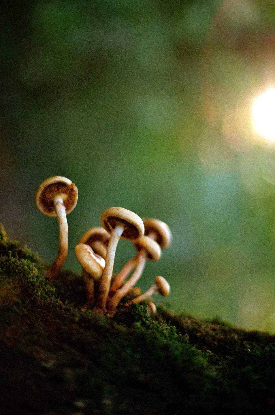 A cluster of small mushrooms grows on a mossy surface with a bright light source in the upper right.