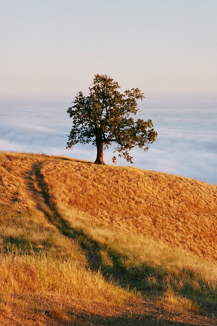 A person swings from a tree on a hill overlooking a cloud inversion.