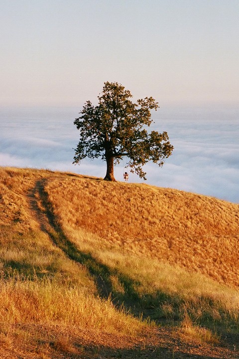 A person swings from a tree on a hill overlooking a cloud inversion.