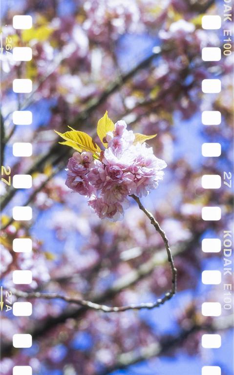 A branch with pink blossoms and yellow leaves is in focus against a blurred background of more blossoms and a blue sky.