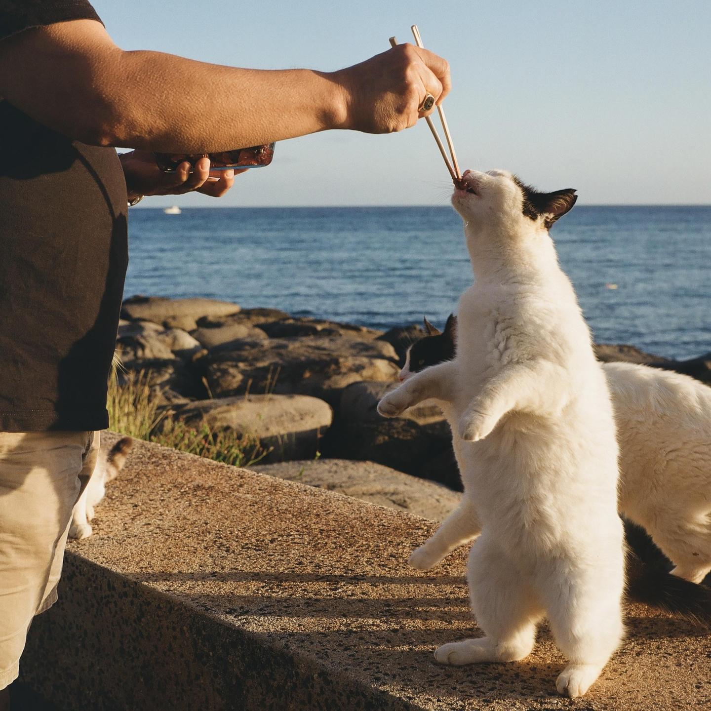 A person feeds a cat with chopsticks by the sea.