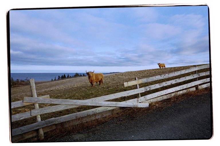 Two highland cows stand on a grassy hill overlooking the ocean, with a wooden fence in the foreground.