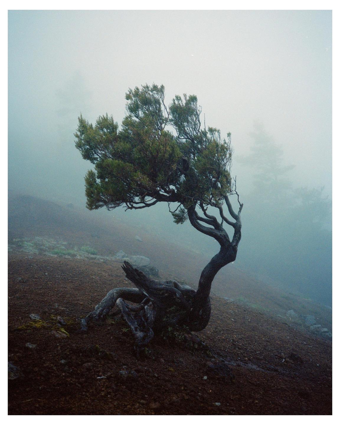 A gnarled tree with green foliage grows on a barren, misty hillside.