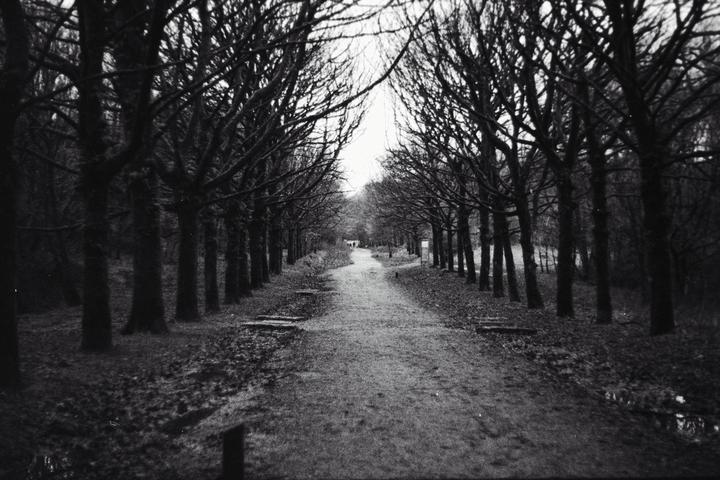 A path leads through a double row of bare trees in a park.