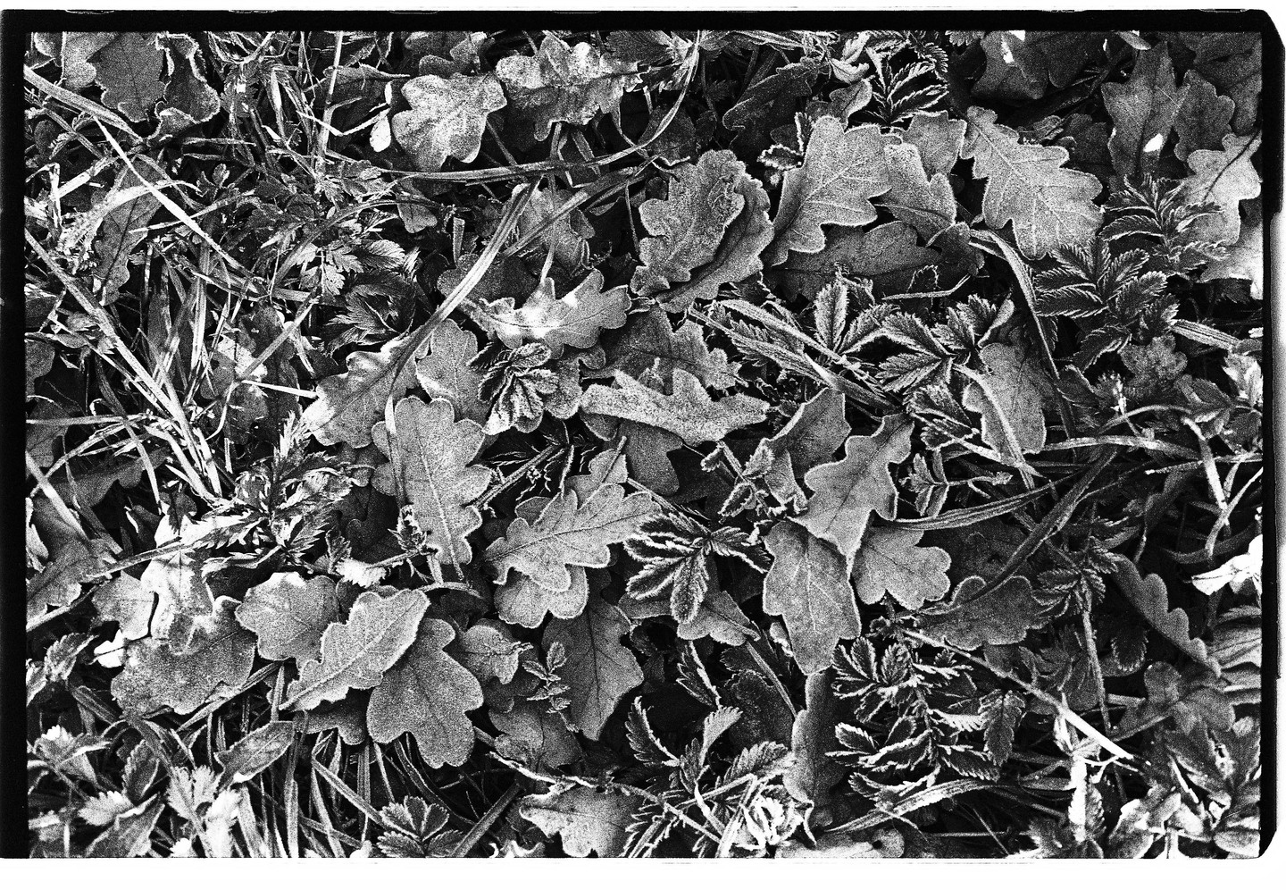 Frost covers fallen oak leaves and blades of grass on the ground.